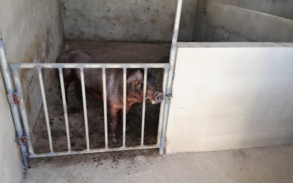 豚舎で飼育されている豚（2019年10月、遼寧省大連市）