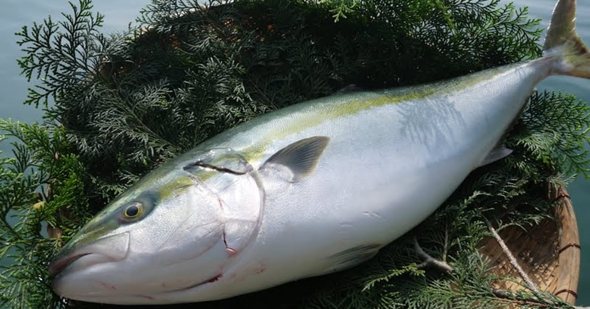 今冬の主役はブリ ひみ寒ぶり漁獲2倍 養殖は2割安 日本経済新聞 今冬の主役はブリ ひみ寒ぶり漁獲2倍 養殖は2割安 日本経済新聞