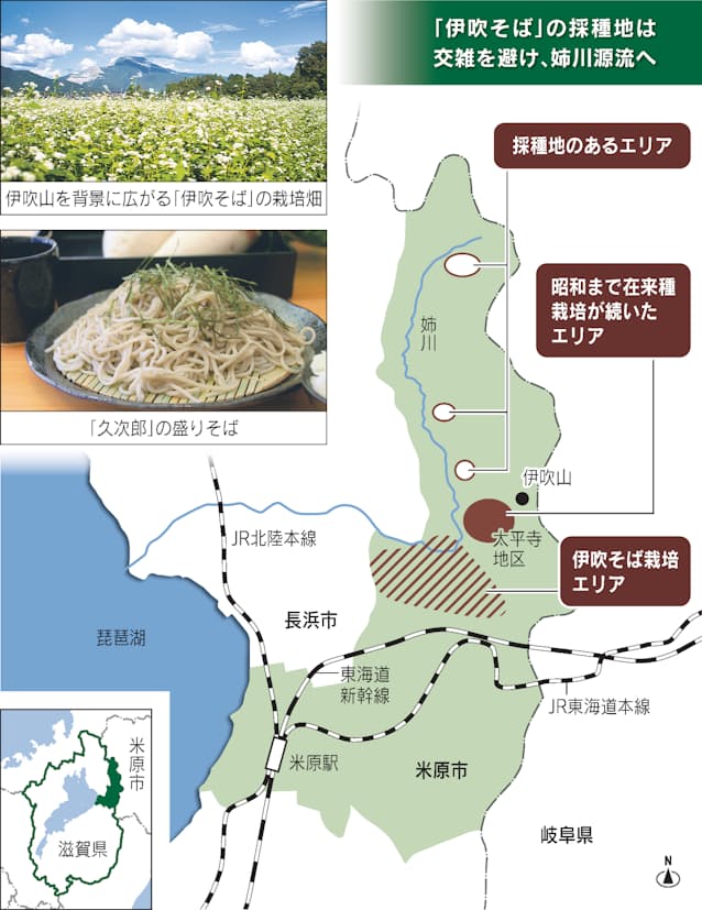 滋賀 伊吹山に幻のソバ 在来種はどう復活したか 日本経済新聞 滋賀 伊吹山に幻のソバ 在来種はどう復活したか 日本経済新聞