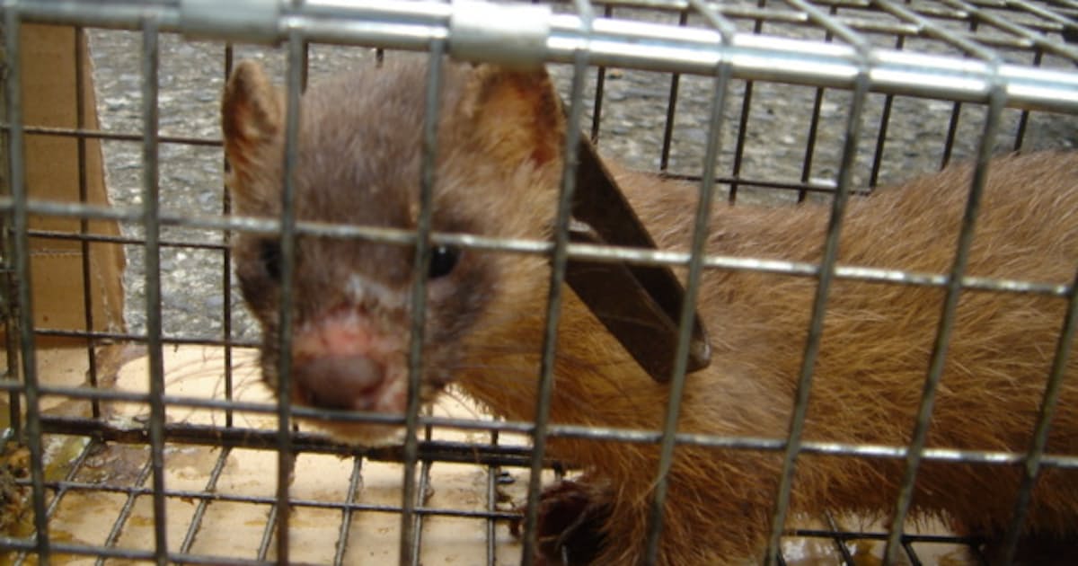 イタチ捕獲 大阪が断トツ 大量の巣と餌が原因 日本経済新聞 イタチ捕獲 大阪が断トツ 大量の巣と餌が原因 日本経済新聞
