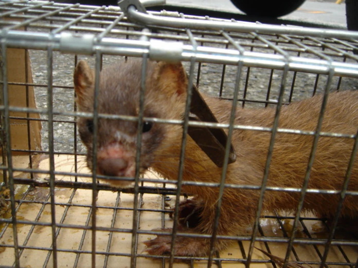 イタチ捕獲 大阪が断トツ 大量の巣と餌が原因 日本経済新聞