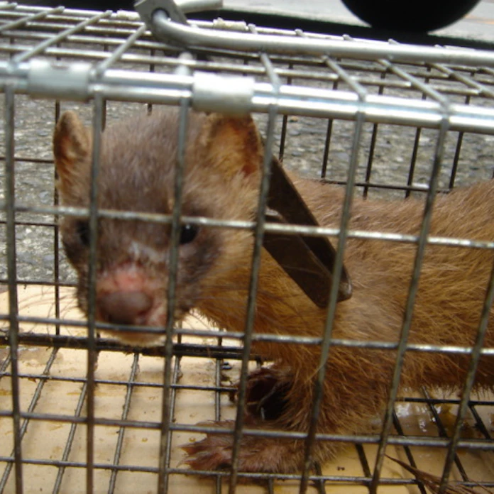 イタチ捕獲 大阪が断トツ 大量の巣と餌が原因 日本経済新聞