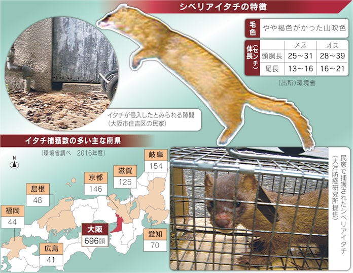 イタチ捕獲 大阪が断トツ 大量の巣と餌が原因 日本経済新聞