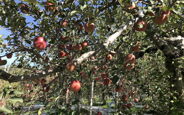 青森のキョーエイ 白いリンゴを本格販売 日本経済新聞 青森のキョーエイ 白いリンゴを本格販売 日本経済新聞