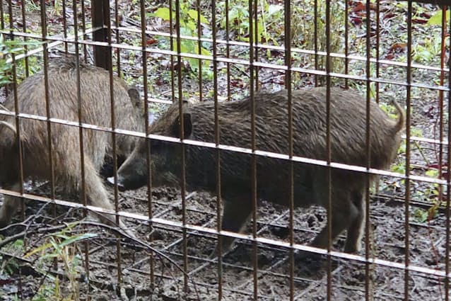 イノシシ捕獲5年で3倍弱 東北地方 生息域北に拡大 日本経済新聞