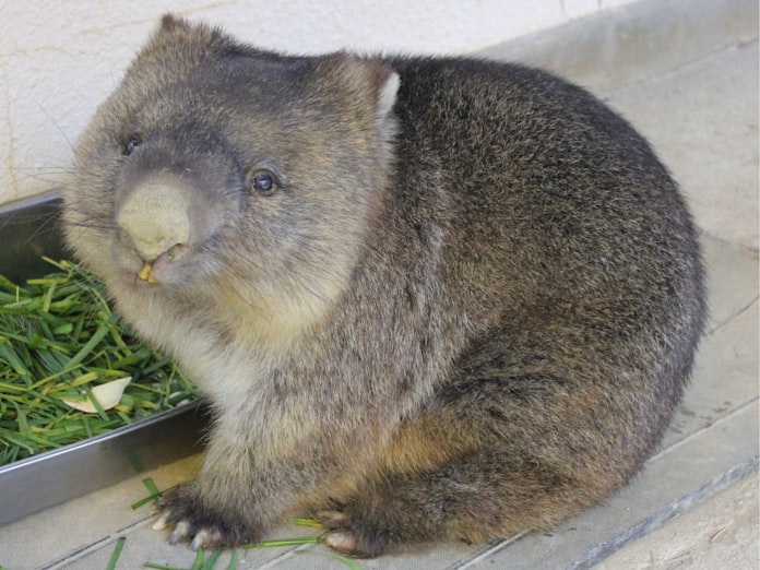 珍獣ウォンバットの飼育 大阪 池田で世界的実績 日本経済新聞 珍獣ウォンバットの飼育 大阪 池田で世界的実績 日本経済新聞