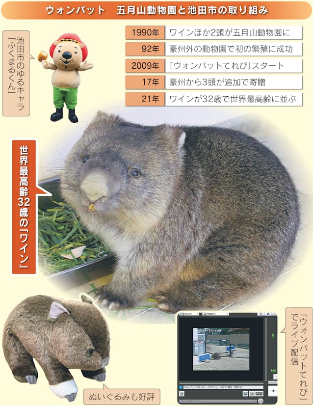 珍獣ウォンバットの飼育 大阪 池田で世界的実績 日本経済新聞 珍獣ウォンバットの飼育 大阪 池田で世界的実績 日本経済新聞