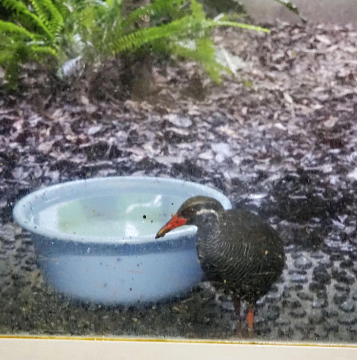 ヤンバルクイナ生息域回復 飼育努めマングース駆除も 日本経済新聞 ヤンバルクイナ生息域回復 飼育努めマングース駆除も 日本経済新聞