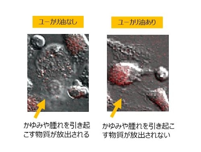 ユーカリ油にアレルギー抑制効果 池田模範堂が発表 日本経済新聞 ユーカリ油にアレルギー抑制効果 池田模範堂が発表 日本経済新聞