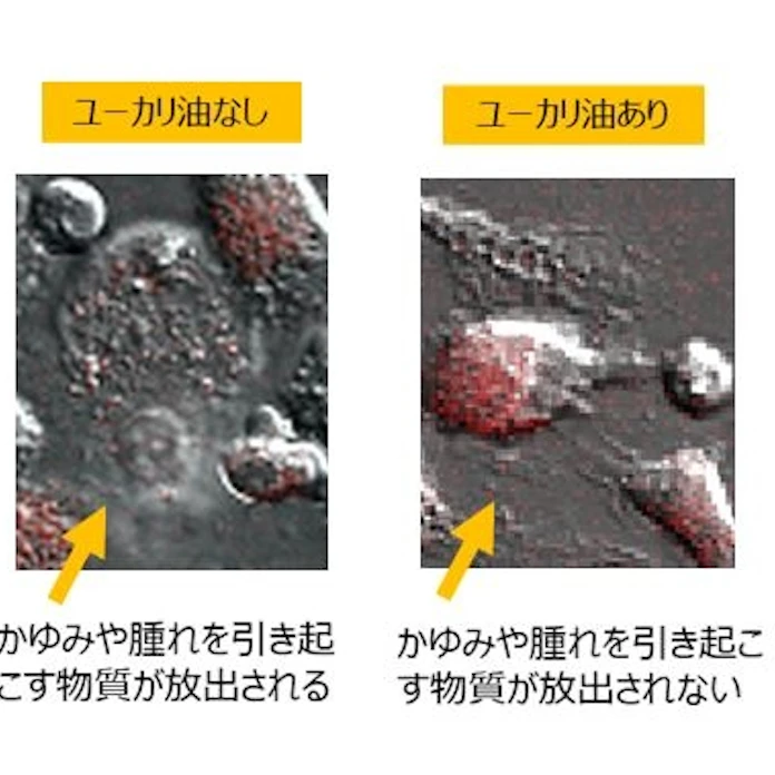 ユーカリ油にアレルギー抑制効果 池田模範堂が発表 日本経済新聞 ユーカリ油にアレルギー抑制効果 池田模範堂が発表 日本経済新聞