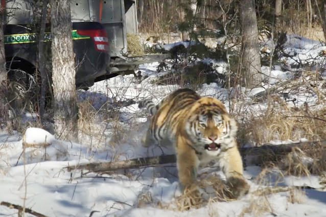 ごみ捨て場のトラ 野生へ ロシア極東の村で犬襲い保護 日本経済新聞 ごみ捨て場のトラ 野生へ ロシア極東の村で犬襲い保護 日本経済新聞