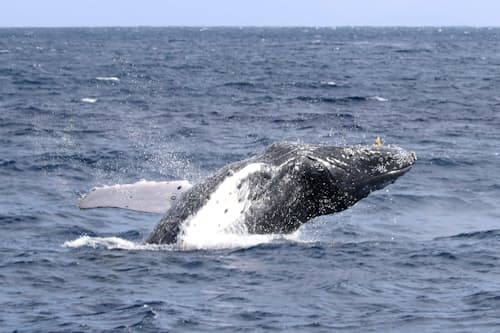 ザトウクジラが奄美に来遊 巨体に感動 日本経済新聞 ザトウクジラが奄美に来遊 巨体に感動 日本経済新聞