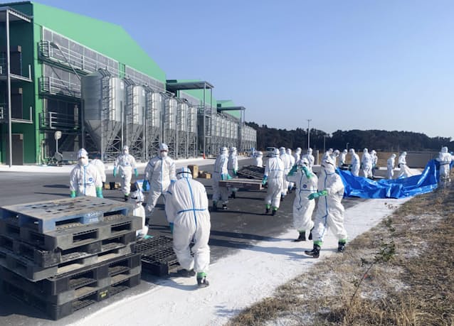 千葉県の鳥インフル 殺処分400万羽超す 採卵鶏の3割に 日本経済新聞 千葉県の鳥インフル 殺処分400万羽超す 採卵鶏の3割に 日本経済新聞