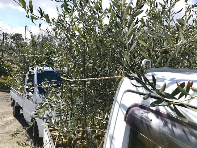 香川のオリーブ 新品種でブランド強化 初の登録出願 日本経済新聞 香川のオリーブ 新品種でブランド強化 初の登録出願 日本経済新聞