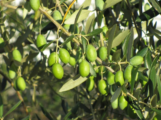 香川のオリーブ 新品種でブランド強化 初の登録出願 日本経済新聞 香川のオリーブ 新品種でブランド強化 初の登録出願 日本経済新聞