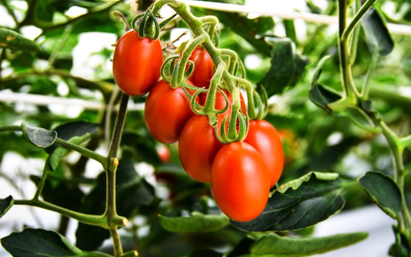 サナテックシードがゲノム編集技術を使って開発したトマト「シシリアンルージュハイギャバ」 サナテックシードがゲノム編集技術を使って開発したトマト「シシリアンルージュハイギャバ」