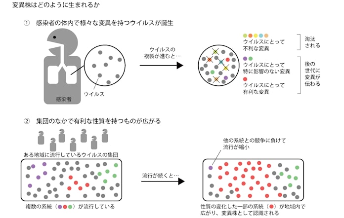 新型コロナ 新型コロナ 遠縁ウイルスに共通の変異 日本経済新聞