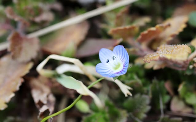 アクセサリーや花束に 雑草 が放つ宝石の輝き 日本経済新聞 アクセサリーや花束に 雑草 が放つ宝石の輝き 日本経済新聞