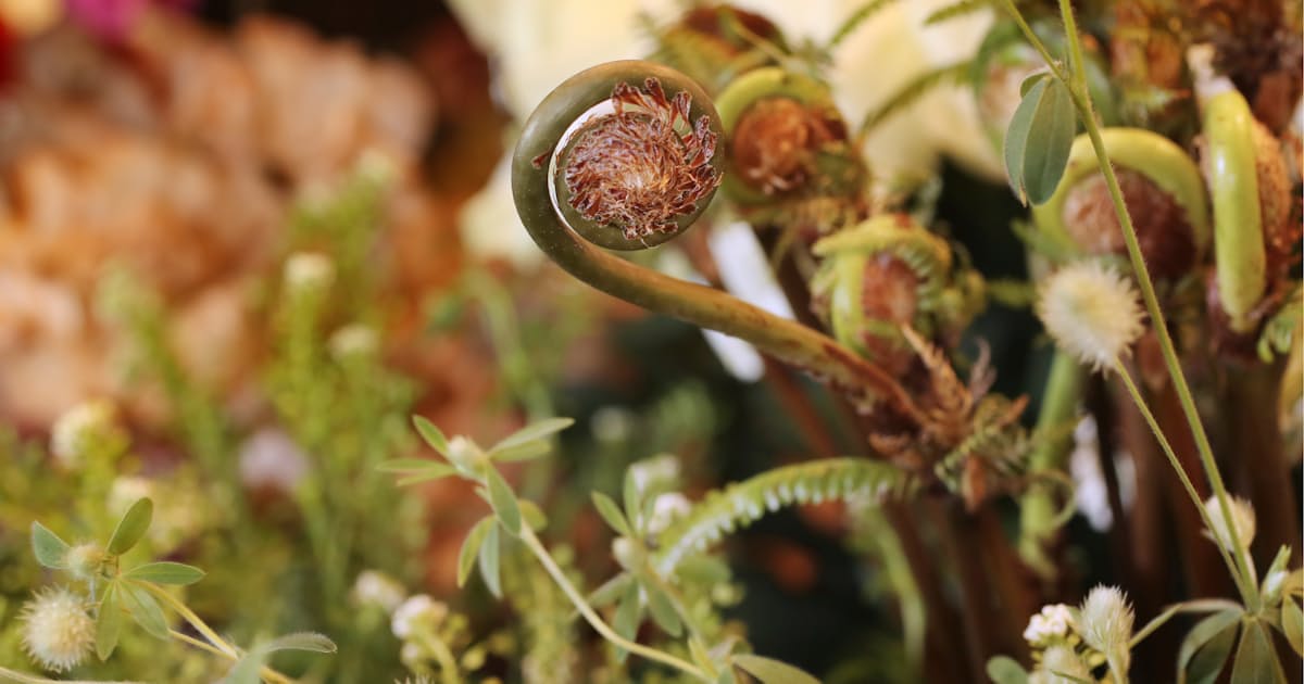 アクセサリーや花束に 雑草 が放つ宝石の輝き 日本経済新聞 アクセサリーや花束に 雑草 が放つ宝石の輝き 日本経済新聞