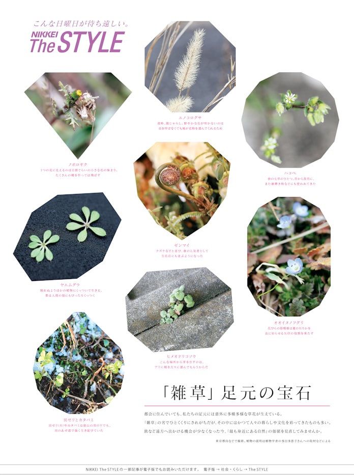 アクセサリーや花束に 雑草 が放つ宝石の輝き 日本経済新聞 アクセサリーや花束に 雑草 が放つ宝石の輝き 日本経済新聞