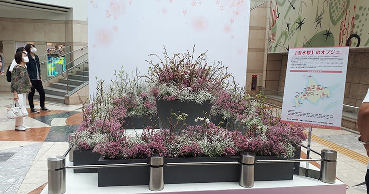 夏に咲く 雪氷桜 札幌市など事業開始 日本経済新聞