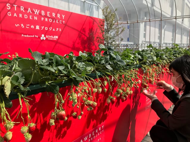 近鉄百貨店 あべのハルカス屋上にイチゴ狩りスペース 日本経済新聞 近鉄百貨店 あべのハルカス屋上にイチゴ狩りスペース 日本経済新聞