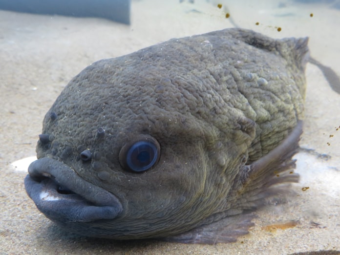怪魚 ゴッコ はグロおいしい 函館のソウルフィッシュ 日本経済新聞 怪魚 ゴッコ はグロおいしい 函館のソウルフィッシュ 日本経済新聞