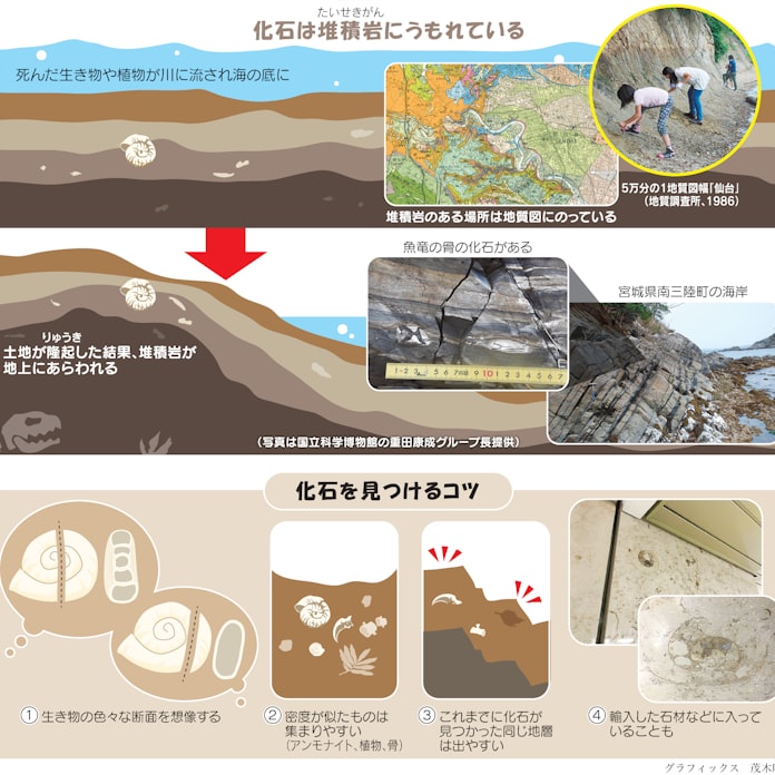 化石はどこで見つかるの 親子スクール 日本経済新聞 化石はどこで見つかるの 親子スクール 日本経済新聞