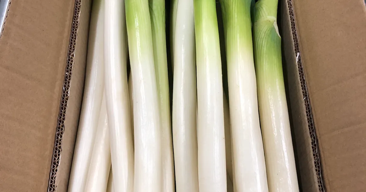 中国産野菜が値上がり 寒波が影響 ネギ平年比2倍超 日本経済新聞 中国産野菜が値上がり 寒波が影響 ネギ平年比2倍超 日本経済新聞