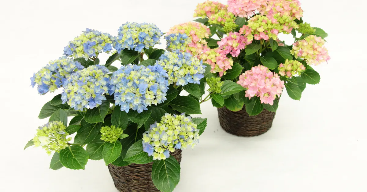 島根県のアジサイ新品種 名称は 星あつめ 日本経済新聞 島根県のアジサイ新品種 名称は 星あつめ 日本経済新聞