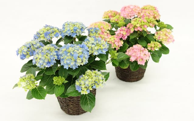 島根県のアジサイ新品種 名称は 星あつめ 日本経済新聞 島根県のアジサイ新品種 名称は 星あつめ 日本経済新聞