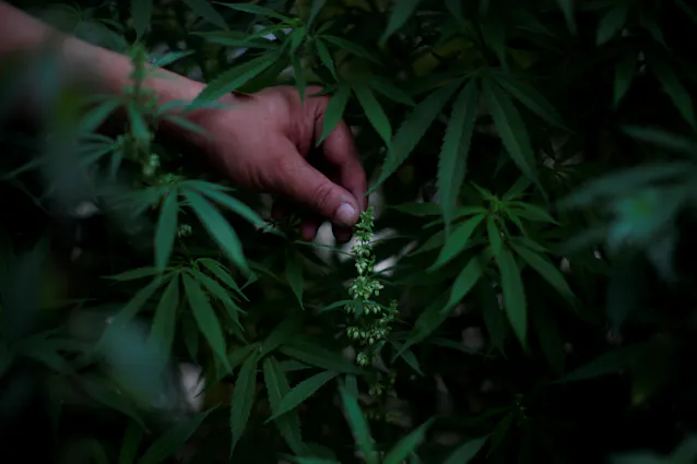メキシコ 嗜好用の大麻を解禁へ 世界最大の市場に 日本経済新聞