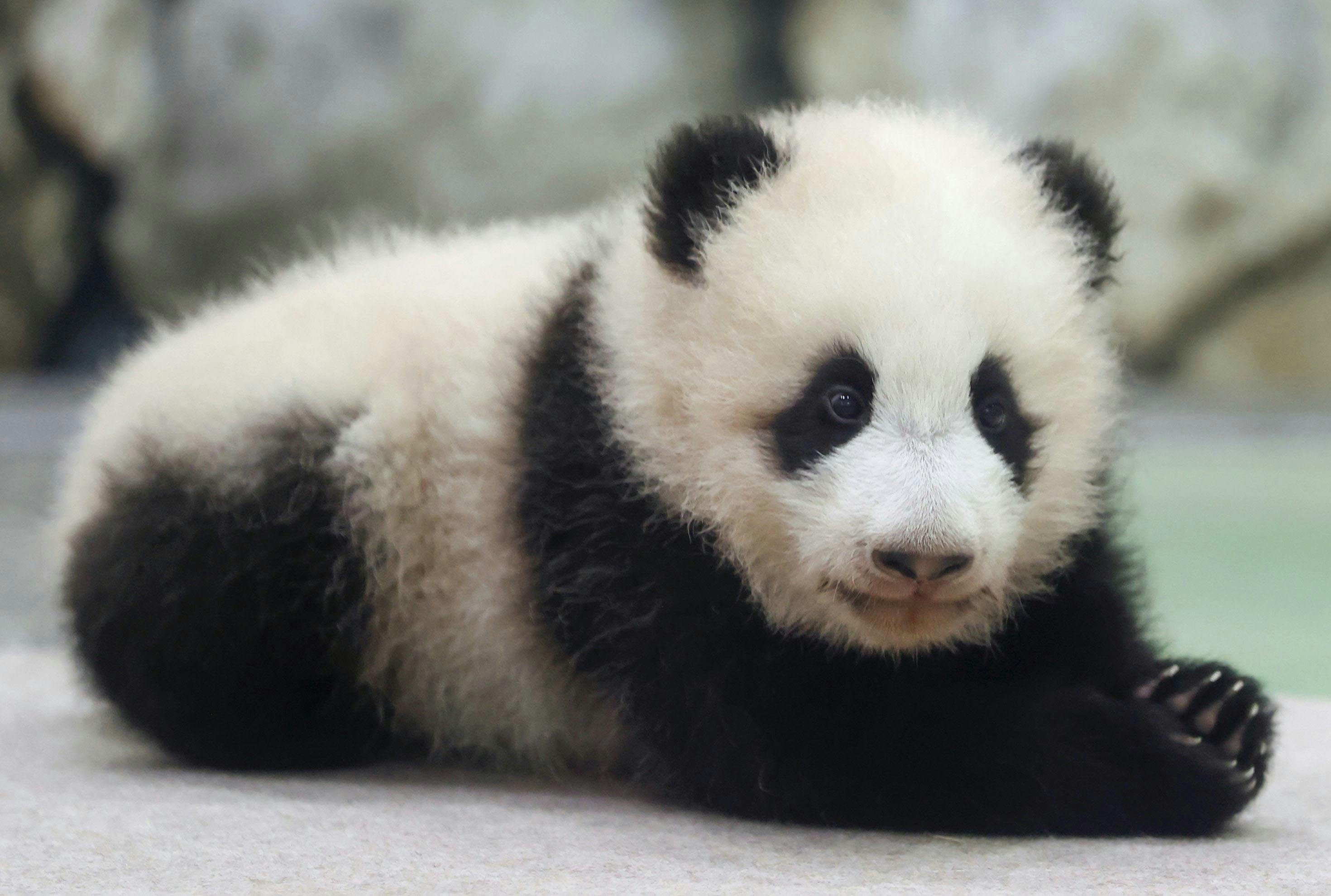 赤ちゃんパンダは 楓浜 ふうひん 和歌山で命名 写真 日本経済新聞 赤ちゃんパンダは 楓浜 ふうひん 和歌山で命名 写真 日本経済新聞