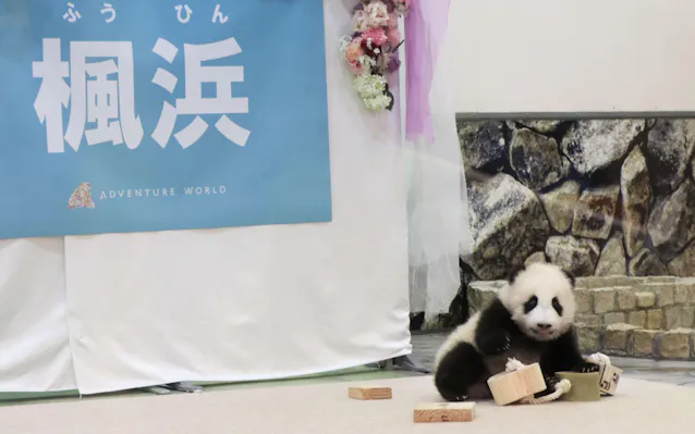 赤ちゃんパンダは 楓浜 ふうひん 和歌山で命名 日本経済新聞 赤ちゃんパンダは 楓浜 ふうひん 和歌山で命名 日本経済新聞