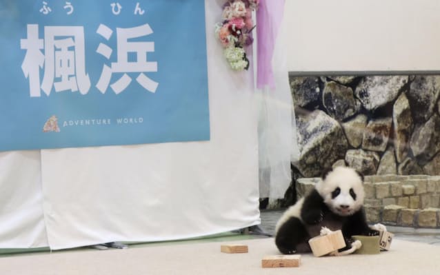 赤ちゃんパンダは 楓浜 ふうひん 和歌山で命名 日本経済新聞