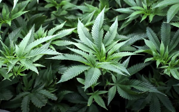 大麻種子販売サイト開設容疑 栽培助長で男逮捕 日本経済新聞 大麻種子販売サイト開設容疑 栽培助長で男逮捕 日本経済新聞