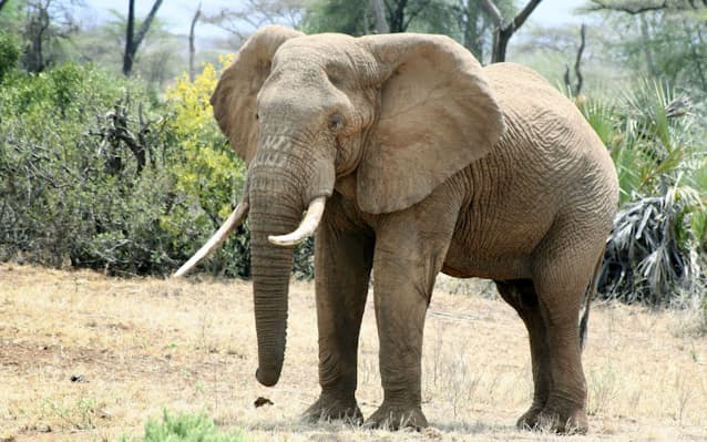 アフリカゾウ絶滅近づく 国際自然保護連合 日本経済新聞 アフリカゾウ絶滅近づく 国際自然保護連合 日本経済新聞