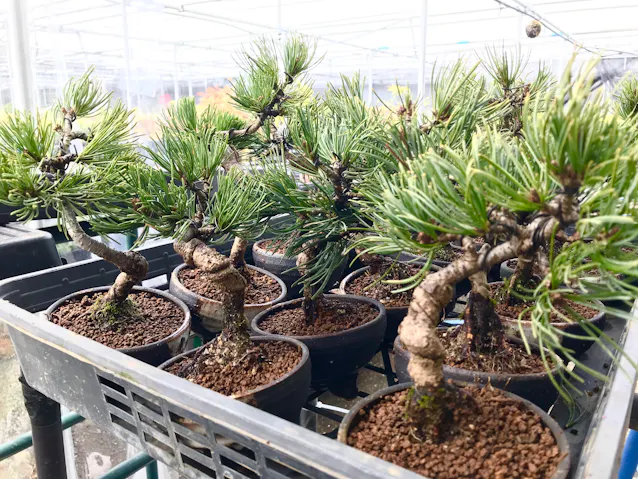 新型コロナ 子から親へ 贈る盆栽 通販で開拓 高松の妙興 日本経済新聞 新型コロナ 子から親へ 贈る盆栽 通販で開拓 高松の妙興 日本経済新聞