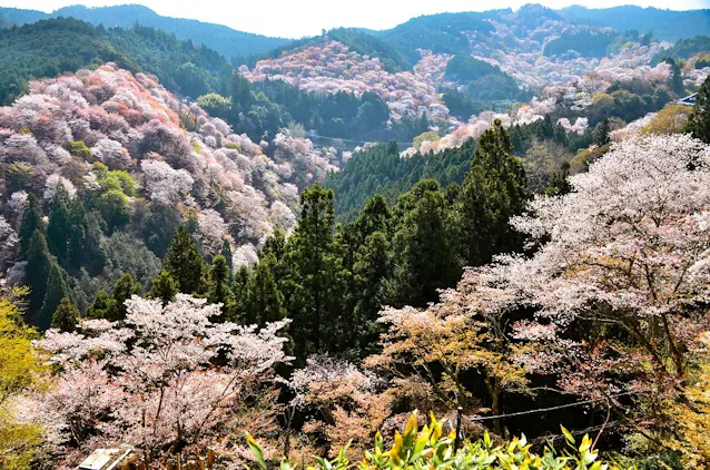一目千本 の吉野山の桜 どうやって守られてきたか 日本経済新聞 一目千本 の吉野山の桜 どうやって守られてきたか 日本経済新聞