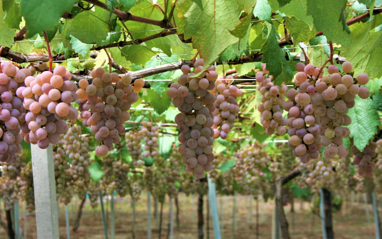 山梨 勝沼のワイナリー 耕作放棄地解消へ新規就農支援 日本経済新聞 山梨 勝沼のワイナリー 耕作放棄地解消へ新規就農支援 日本経済新聞