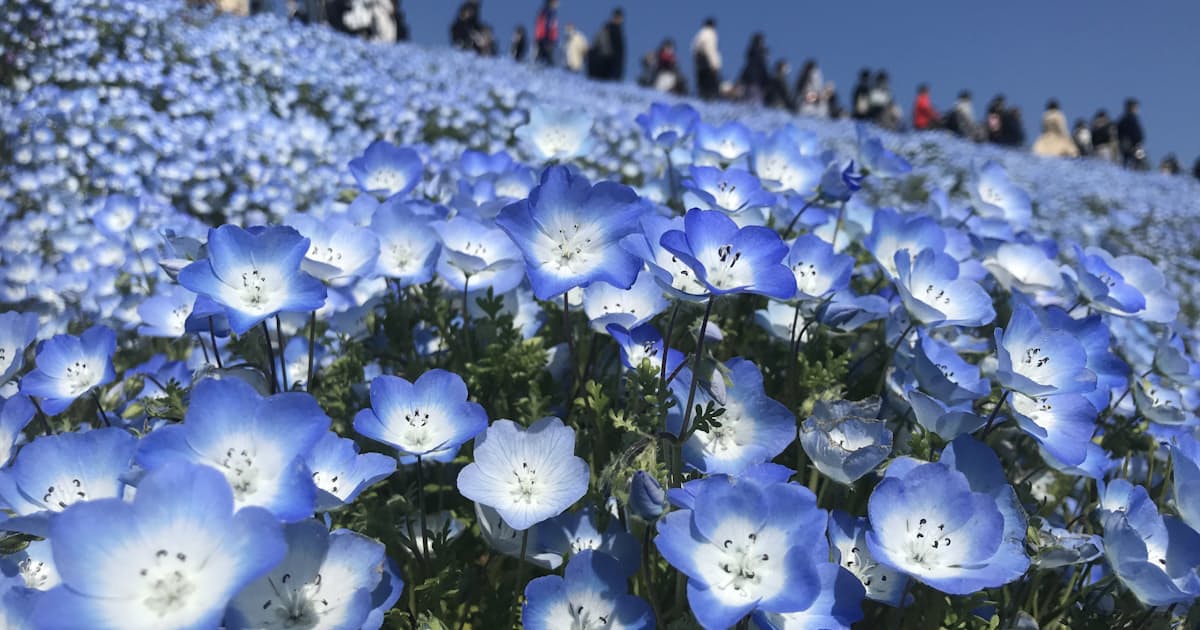 ネモフィラの海 2年ぶり公開 茨城のひたち海浜公園 日本経済新聞