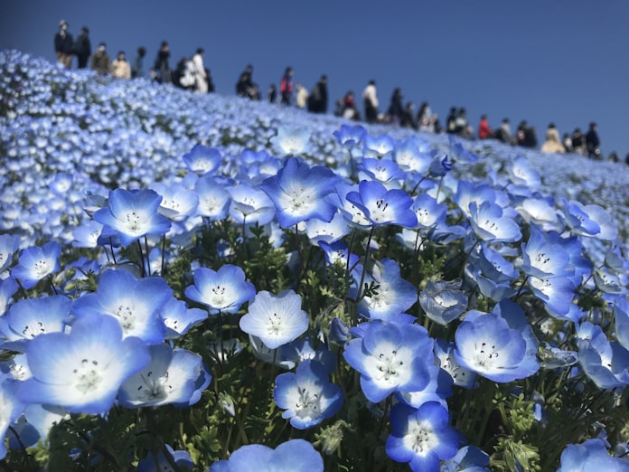 ネモフィラの海 2年ぶり公開 茨城のひたち海浜公園 日本経済新聞 ネモフィラの海 2年ぶり公開 茨城のひたち海浜公園 日本経済新聞
