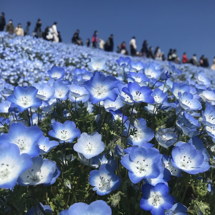 ネモフィラの海 2年ぶり公開 茨城のひたち海浜公園 日本経済新聞 ネモフィラの海 2年ぶり公開 茨城のひたち海浜公園 日本経済新聞