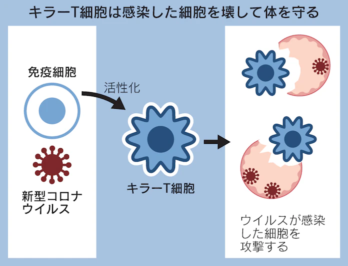 新型コロナ 変異ウイルス撃退のカギ 免疫の主役 キラーt細胞 日本経済新聞