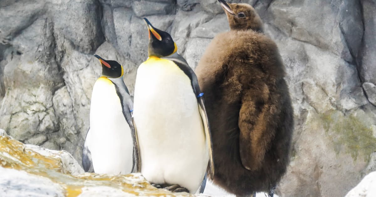 鴨川シーワールド 子育て支援パス提示で割引 5月中 日本経済新聞 鴨川シーワールド 子育て支援パス提示で割引 5月中 日本経済新聞