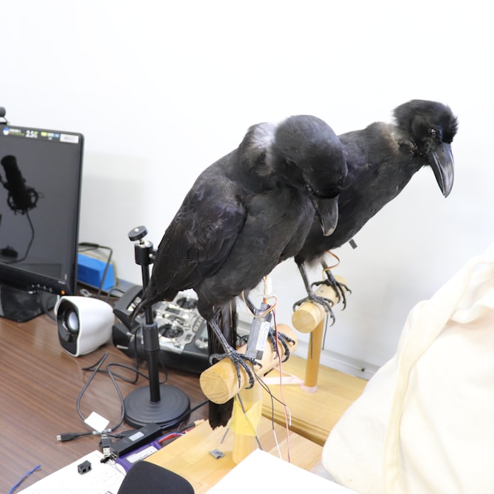 カラスと共存へ 鳴き声や疑似ロボ活用 クロウラボ 日本経済新聞 カラスと共存へ 鳴き声や疑似ロボ活用 クロウラボ 日本経済新聞