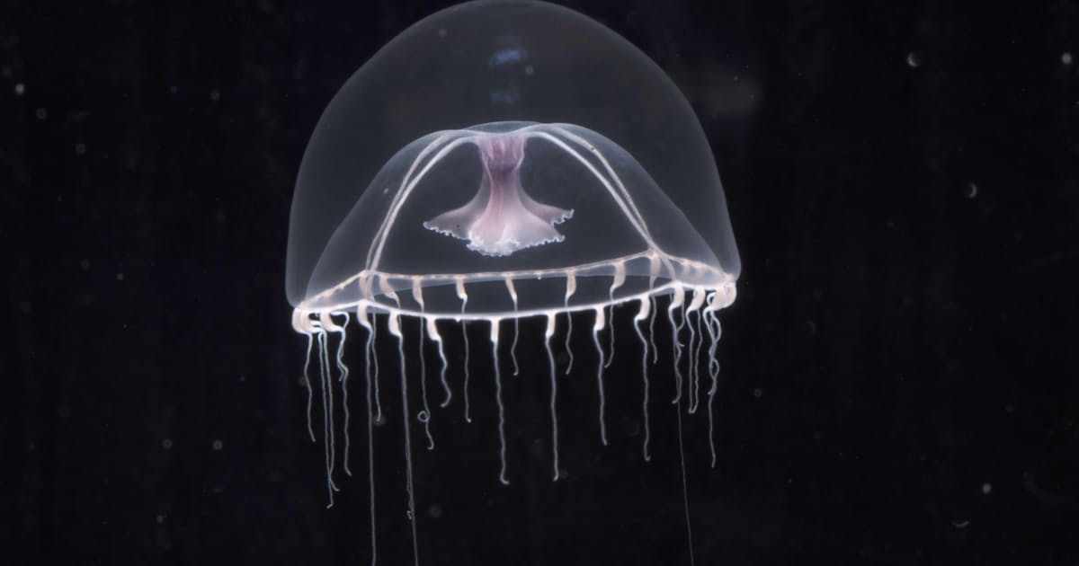 深海生息のナデシコクラゲ初公開 まだ和名なく 仮称 日本経済新聞 深海生息のナデシコクラゲ初公開 まだ和名なく 仮称 日本経済新聞