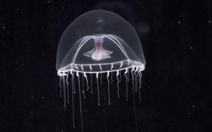 深海生息のナデシコクラゲ初公開 まだ和名なく 仮称 日本経済新聞 深海生息のナデシコクラゲ初公開 まだ和名なく 仮称 日本経済新聞