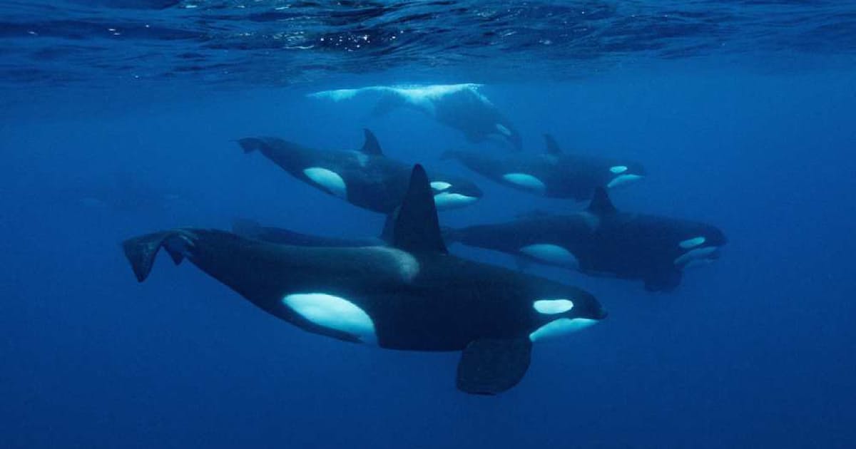 自然界のシャチ 海の王 鯨類好き魅了 日本経済新聞 自然界のシャチ 海の王 鯨類好き魅了 日本経済新聞