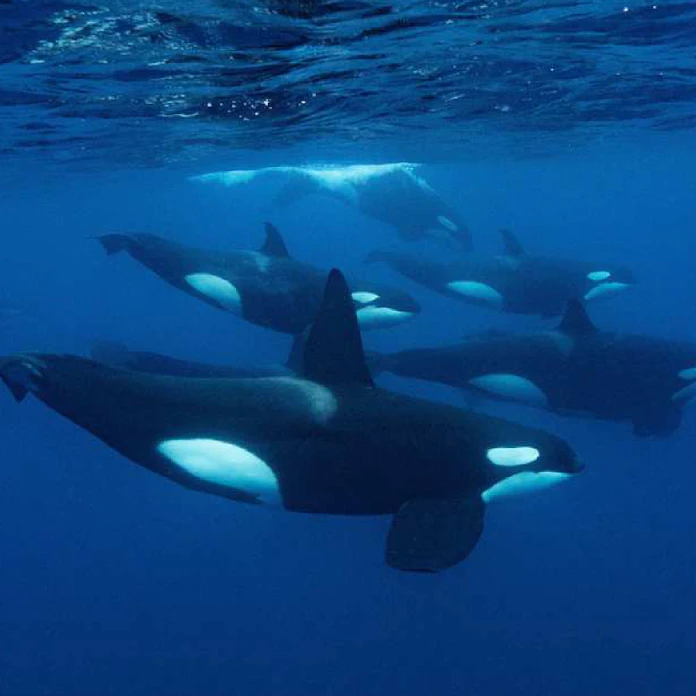 自然界のシャチ 海の王 鯨類好き魅了 日本経済新聞 自然界のシャチ 海の王 鯨類好き魅了 日本経済新聞